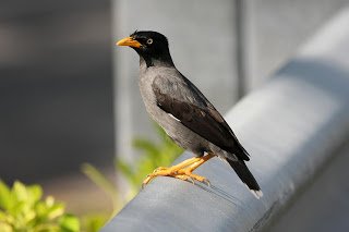 Jalak - White-vented myna (Javan myna)